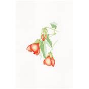 PEINDRE 50 FLEURS A L'AQUARELLE EN 7 ETAPES PAS A PAS