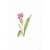 PEINDRE 50 FLEURS A L'AQUARELLE EN 7 ETAPES PAS A PAS
