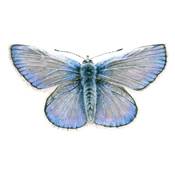 L'AQUARELLE REALISTE - CREER DES TABLEAUX PLUS VRAIS QUE NATURE