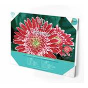KIT BRODERIE DIAMANT SQUARES - PINK GERBERAS - PRE-ENCADRE