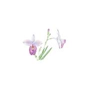 PEINDRE 50 FLEURS A L'AQUARELLE EN 7 ETAPES PAS A PAS