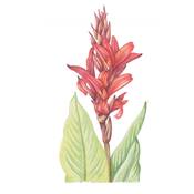 PEINDRE 50 FLEURS A L'AQUARELLE EN 7 ETAPES PAS A PAS