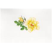 PEINDRE 50 FLEURS A L'AQUARELLE EN 7 ETAPES PAS A PAS