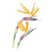 PEINDRE 50 FLEURS A L'AQUARELLE EN 7 ETAPES PAS A PAS