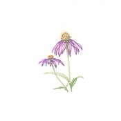 PEINDRE 50 FLEURS A L'AQUARELLE EN 7 ETAPES PAS A PAS